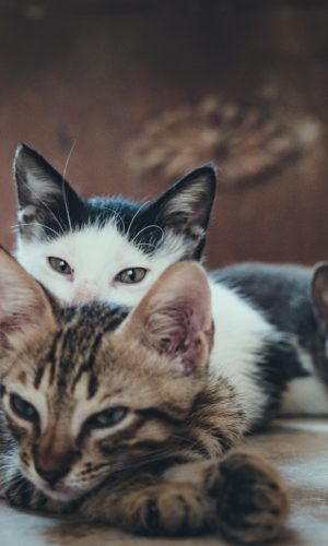 animal-photography-animals-babies-979503 animal-photography-animals-babies-979503